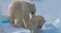 Aumenta el canibalismo entre osos polares debido al cambio climático, según científicos