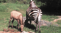 Híbrido que nació luego de que burro y cebra se aparearan sorprende con insólito aspecto [VIDEO]