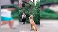 Facebook viral: inesperada persona ofrece ayuda a perro callejero que rogaba por comida [VIDEO] 