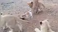 YouTube viral: filman a perro defendiendo su comida de tres pequeños leones [VIDEO]