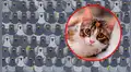 ¿Puedes verlo? Miles sufren para hallar a gato escondido entre decenas de palomas [FOTOS]