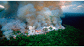 Incendio Forestal: ¿Cómo se producen y cuáles son las consecuencias? [FOTOS]