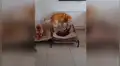 Perro intenta recuperar su cama que le fue arrebatada por un travieso gato [VIDEO] 