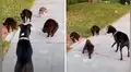 Travieso pitbull se topa con feroces gatos en plena calle y sucede lo inesperado [VIDEO]