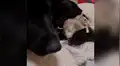 Perro y rata se hacen mejores amigos y sorprender con tierna escena al estar juntos [VIDEO]