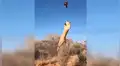 Arrojan enorme trozo de carne a caracal y felino lo atrapa de forma increíble [VIDEO]
