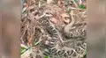 Facebook viral: enorme serpiente no permite que hombre escape y sucede lo inesperado [VIDEO]