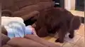 Perro sorprende con su astucia al jugar a la escondida con su dueña [VIDEO]