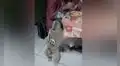 Perrita ve a su dueña comiendo pan y hace de todo para llamar su atención y que le invite [VIDEO] 