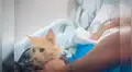 Nietos esconden a travieso gato en bolso para que vea por última vez a su abuelo antes de morir [VIDEO] 
