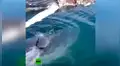 Intenta retirar a ballena muerta del mar y es atacado por hambrientos tiburones [VIDEO] 
