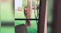 Piensa que gato montés jugaba con una ardilla en su árbol, pero presencia una trágica escena [VIDEO]