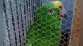 Facebook: enfurecida reacción de loro con su dueño que no le dejó de comer [VIDEO]