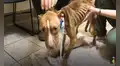 Joven adopta a perrita callejera que estaba malherida, la cura y ahora luce diferente [VIDEO]