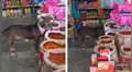 Joven se apiadó de un perro callejero y lo dejó ingresar a su bodega para que no pase hambre [VIDEO]