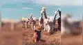 Alpacas piensan que perro ‘lanudo’ es uno de ellos y tienen insólita reacción al saber la verdad [VIDEO] 