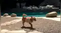 Facebook viral: una perrita rescatada fue acariciada por primera vez y así reaccionó [VIDEO] 