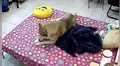 Perro sorprende con su reacción mientras toda su casa se mueve por un terremoto [VIDEO]