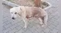 Rescatan a perro en deplorables condiciones, lo curan y ahora vive feliz con una familia [FOTOS] 