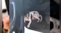 Perro abandonado se coló en vehículo de policía y empezó a llorar para que no lo boten de nuevo [VIDEO]