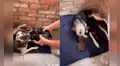 Perrita tiene emotiva reacción al reencontrarse con sus crías tras recuperar su salud [VIDEO]