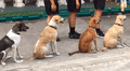 Facebook viral: perros esperan en fila para recibir comida y emocionan a miles de usuarios [VIDEO]