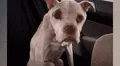 Hero, el perro desnutrido que vivió cuatro años encadenado a un árbol por sus dueños [VIDEO]  
