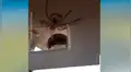 Escucha ruidos en su vehículo, lo revisa y descubre aterradora criatura [VIDEO]