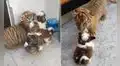 Pequeño tigre conoce a los perritos de su dueño y protagonizan emotiva escena 