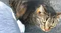 Gato musculoso causa furor en Facebook con su increíble figura | VIDEO