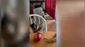 Gato astuto sorprende con su habilidad al notar la diferencia entre una manzana y un plátano [VIDEO] 