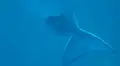 Capta el preciso momento en que una beluga da a luz en pleno acuario y se vuelve viral [VIDEO]
