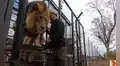 Ingresa a recinto de leones que cuidó de bebés y estos tienen emotiva reacción al verlo [VIDEO]