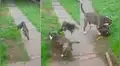 Vía Facebook: pelea de gallos provoca esta reacción en un perro pitbull [VIDEO]