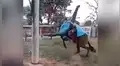 Facebook viral: chico confunde mula salvaje con caballo, se monta y pasa vergüenza [VIDEO] 