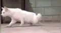 YouTube viral: revelan la triste verdad del gato con cuerpo de conejo que asombró a todos [VIDEO]
