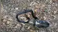Captan el preciso momento que una serpiente negra engulle a un conejo en segundos [VIDEO]