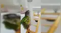 Loro bebé odiaba el agua, pero vence su temor y consigue bañarse solo por primera vez [VIDEO]