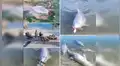 Mystique, el delfín que cautiva en redes al entregar regalos sacados del fondo del mar [VIDEO]