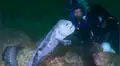 YouTube viral: 'monstruo marino' sale de su escondite para aterrar a buzo que estaba en océano [VIDEO]