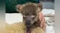 El renacer de Keli, el bebé koala lleno de hongos y desnutrido rescatado de un incendio forestal 