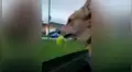 Perro pierde su juguete favorito al salir a pasear y tiene conmovedora reacción [VIDEO] 