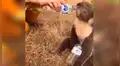 Bombero da de beber a sediento koala tras rescatarlo de un incendio [VIDEO]