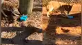 Coyote recibe regalo por parte de su cuidadora, lo abre y tiene curiosa reacción al verlo [VIDEO]
