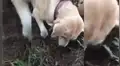 Perra encuentra a su hijo enterrado y protagoniza emotiva escena tratar de ‘resucitarlo’ [VIDEO]