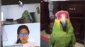 Loro se cuela en la clase virtual de su dueño y profesora los expulsa al descubrirlos [VIDEO]