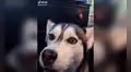Perro asombra con tierna reacción al escuchar las palabras “I love you” [VIDEO]