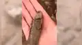 Facebook viral: Poblador encuentra pez 'moribundo' en la tierra, lo agarra y sucede lo impensado [VIDEO]