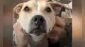 Conoce la tierna historia de Desmond y Luna, los perros que son inseparables 