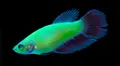 La polémica historia del Glofish, el pez transgénico que brilla en la oscuridad